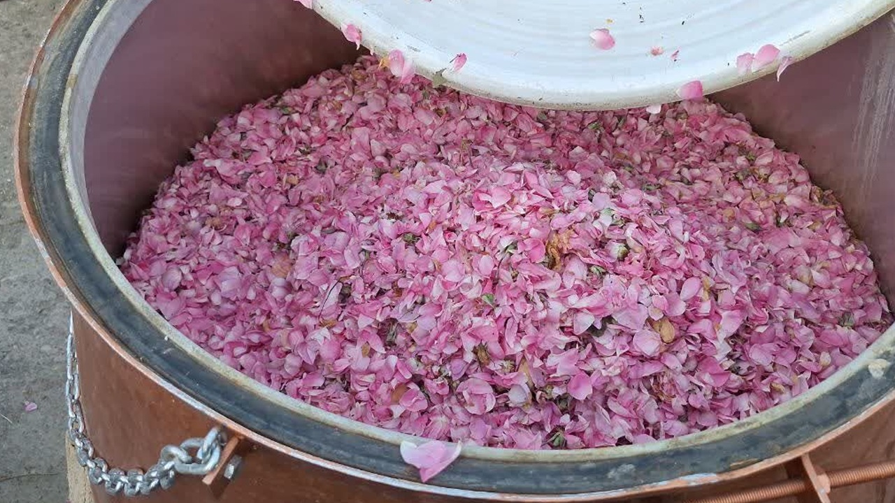 عطر گل محمدی و رنگ سوغات اقوام در کرج پیچید
